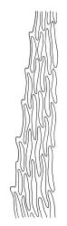 Hylocomium splendens, mid laminal cells at margin. Drawn from B.H. Macmillan 92/62, CHR 482420.
 Image: R.C. Wagstaff © Landcare Research 2014 